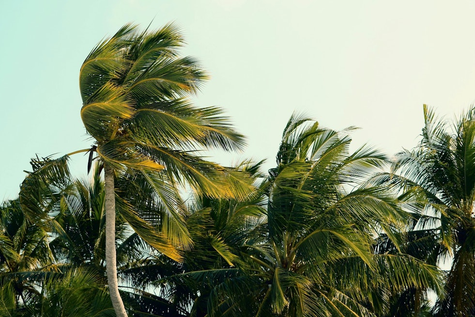 Honolulu Trade Winds Howl Back as Weekend Showers, Rough Surf Roll In
