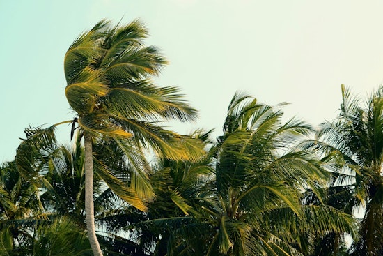 Honolulu Trade Winds Howl Back as Weekend Showers, Rough Surf Roll In