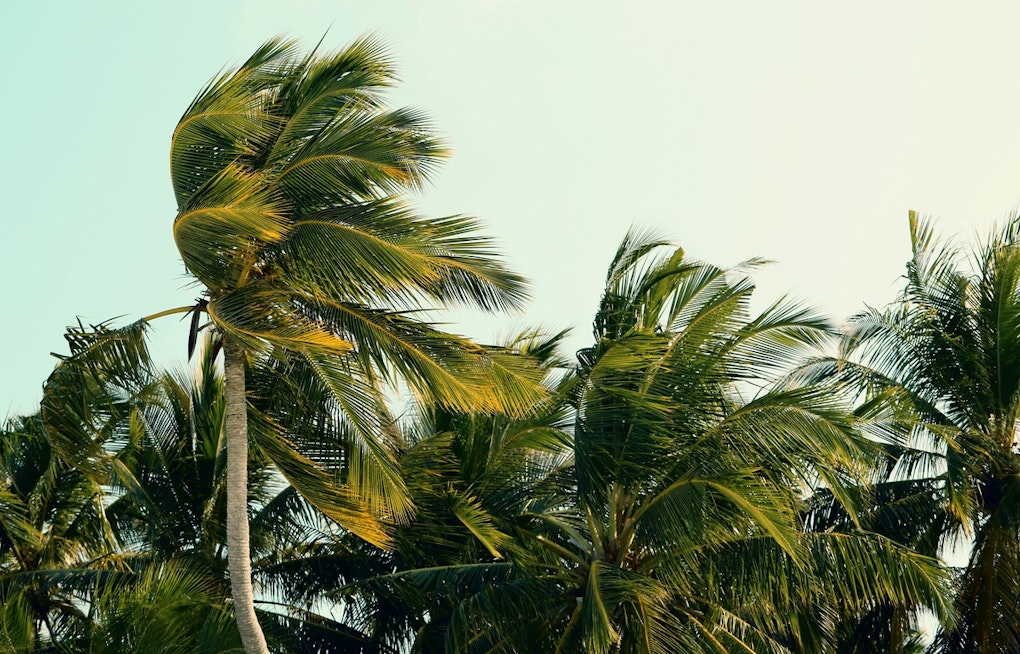 Honolulu Trade Winds Howl Back as Weekend Showers, Rough Surf Roll In