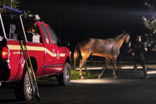 Horse Sunk Chest-Deep in Mud Freed by Wentzville Crews at Indian Camp Creek Park