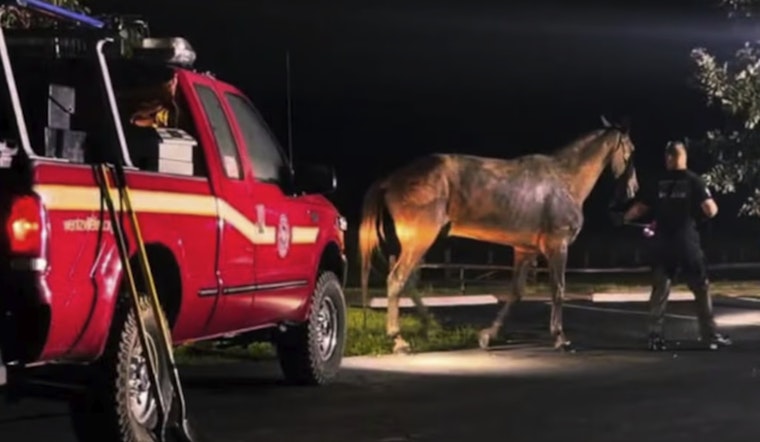 Horse Sunk Chest-Deep in Mud Freed by Wentzville Crews at Indian Camp Creek Park