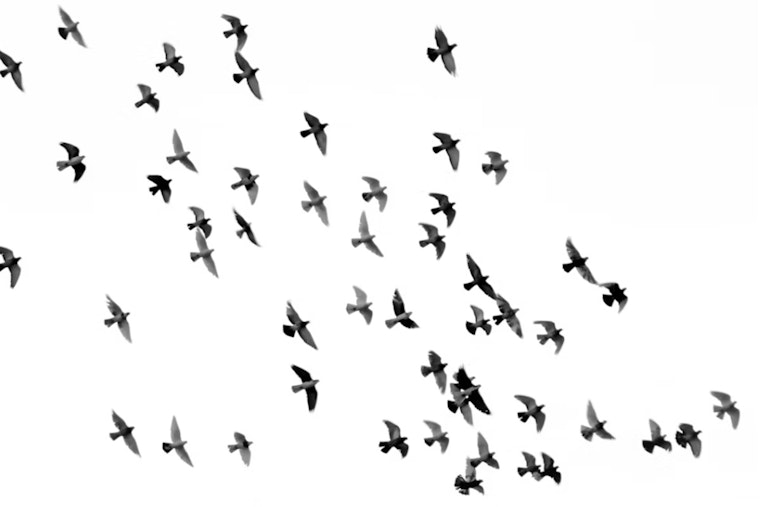 Houston Audubon Becomes Birds Houston, Ditching Namesake's Slavery Ties