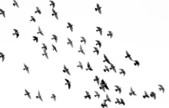 Houston Audubon Becomes Birds Houston, Ditching Namesake's Slavery Ties