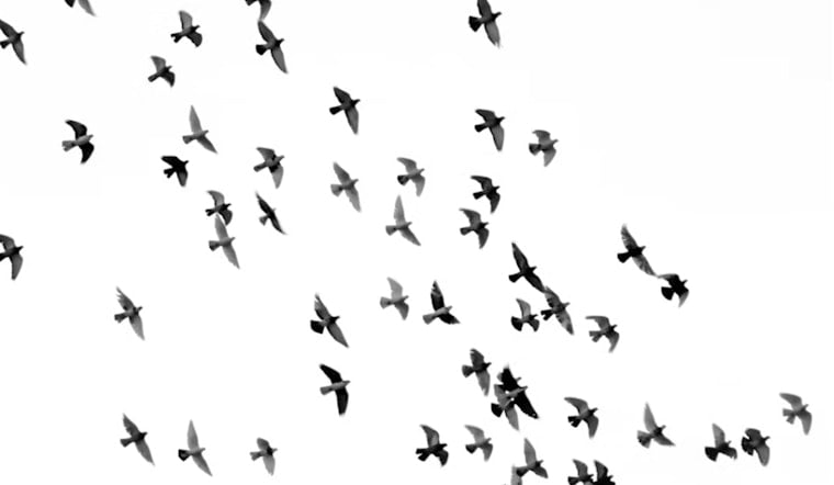 Houston Audubon Becomes Birds Houston, Ditching Namesake's Slavery Ties