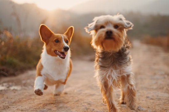 Houston Dogs Get A Big Fall Party In Katy