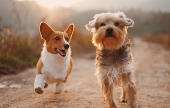 Houston Dogs Get A Big Fall Party In Katy