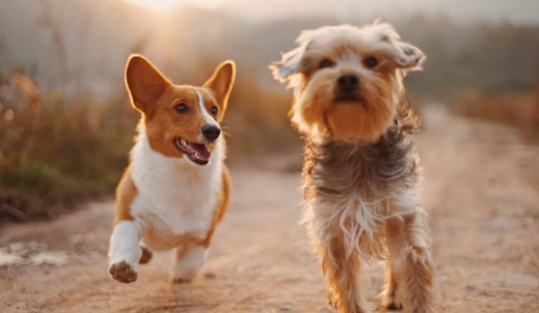 Houston Dogs Get A Big Fall Party In Katy