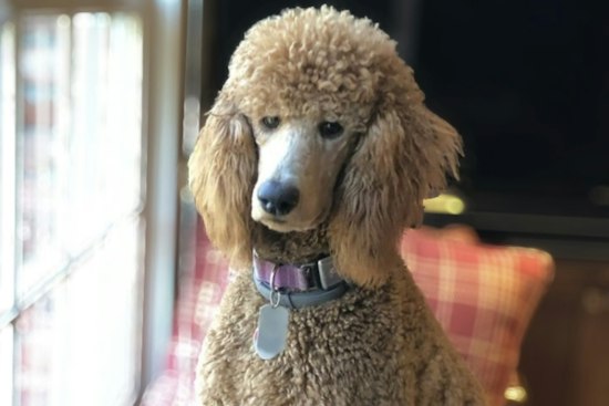 How a Poodle Named Titan Rescued a 9/11 Responder From Decades of PTSD