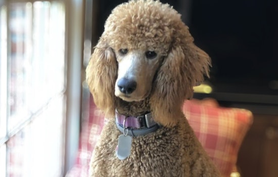 How a Poodle Named Titan Rescued a 9/11 Responder From Decades of PTSD