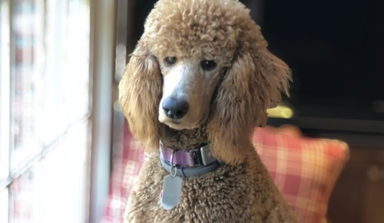 How a Poodle Named Titan Rescued a 9/11 Responder From Decades of PTSD