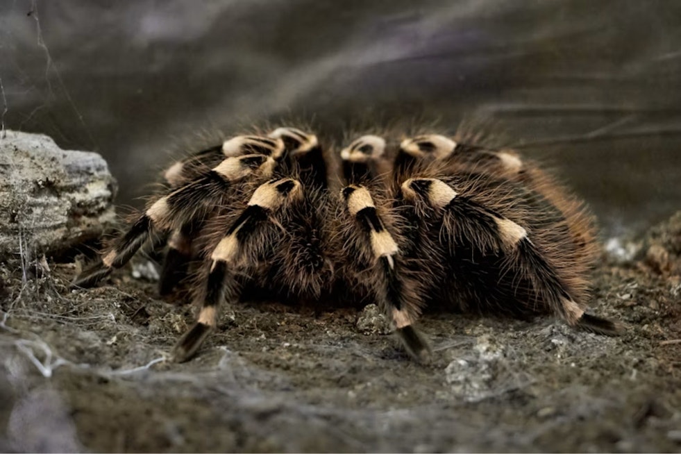 Hundreds Of Tarantulas Swarm Big Bend Hiker On Lost Mine Trail