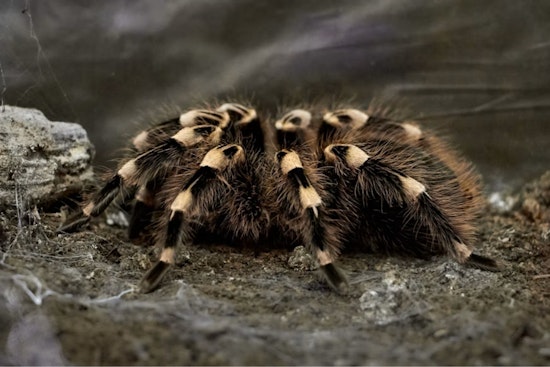 Hundreds Of Tarantulas Swarm Big Bend Hiker On Lost Mine Trail