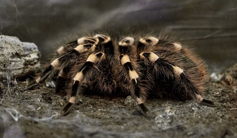 Hundreds Of Tarantulas Swarm Big Bend Hiker On Lost Mine Trail