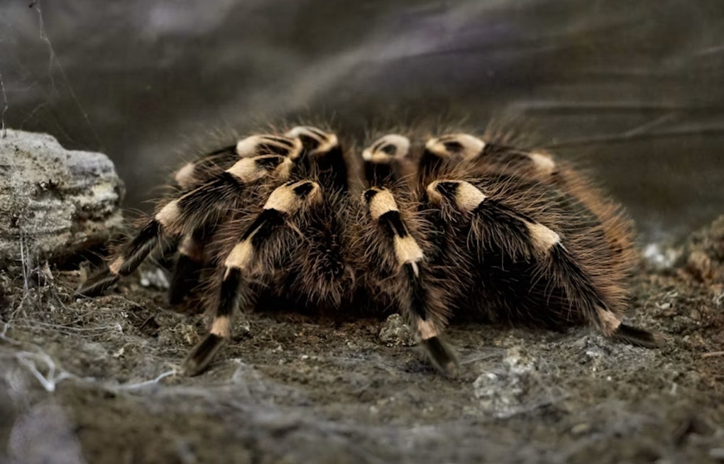 Hundreds Of Tarantulas Swarm Big Bend Hiker On Lost Mine Trail