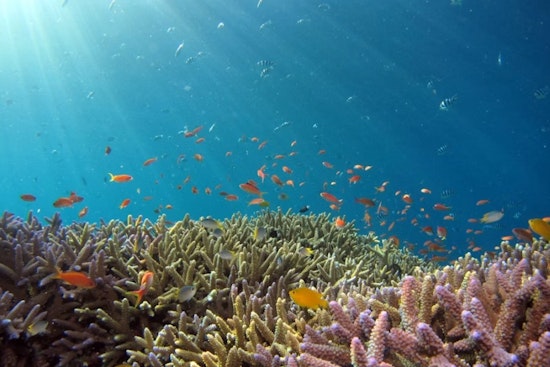 Hurricane Lala Triggers Hawaiʻi's First-Ever Coral Reef Insurance Payout