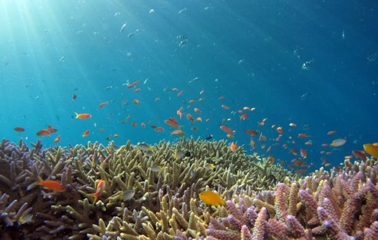 Hurricane Lala Triggers Hawaiʻi's First-Ever Coral Reef Insurance Payout