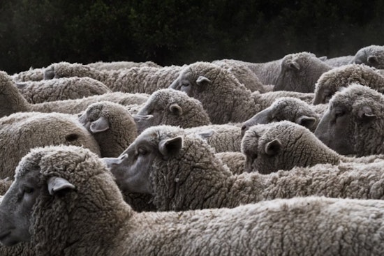 18 Sheep Bolt Onto I-465 After Rush-Hour Crash Near Keystone Avenue
