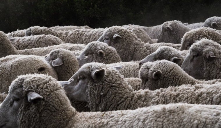18 Sheep Bolt Onto I-465 After Rush-Hour Crash Near Keystone Avenue