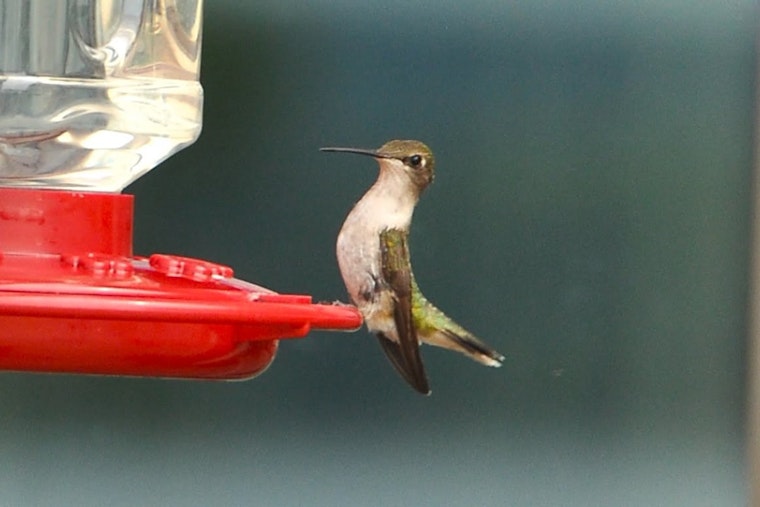 Ijams Nature Center Marks 15th Hummingbird Festival With Live Bird Banding