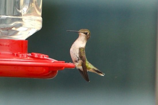 Ijams Nature Center Marks 15th Hummingbird Festival With Live Bird Banding