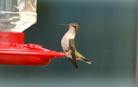 Ijams Nature Center Marks 15th Hummingbird Festival With Live Bird Banding