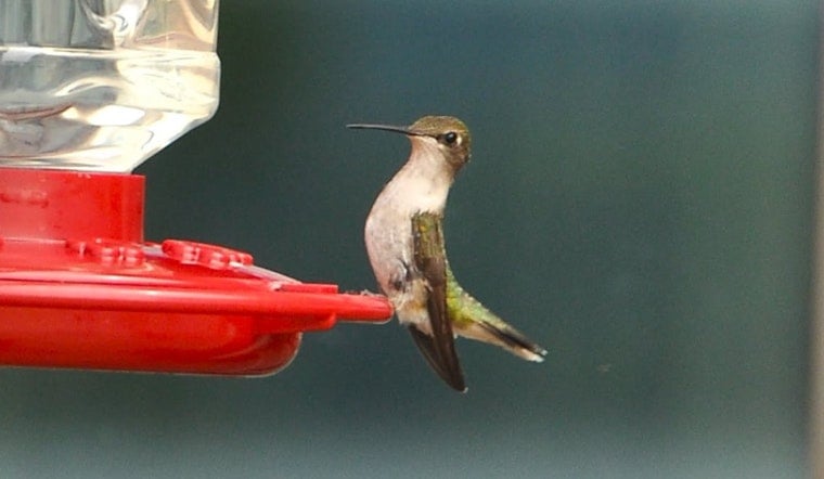 Ijams Nature Center Marks 15th Hummingbird Festival With Live Bird Banding