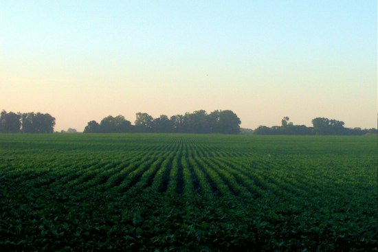 Illinois Farm Where Rapid-Kill Soybean Fungus Began Now Fights It Every Year