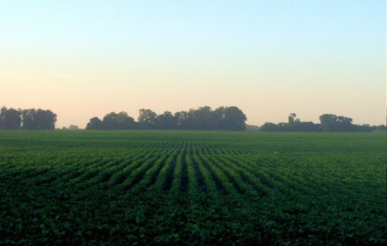 Illinois Farm Where Rapid-Kill Soybean Fungus Began Now Fights It Every Year