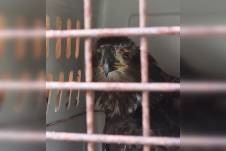 Injured Bald Eagle Rescued by Manatee County Officer Flies Free After Wing Repair