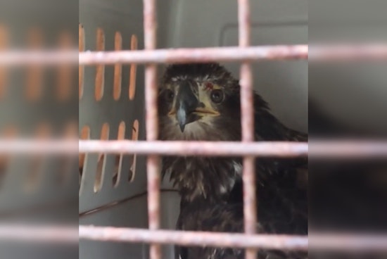 Injured Bald Eagle Rescued by Manatee County Officer Flies Free After Wing Repair