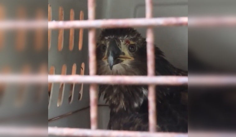 Injured Bald Eagle Rescued by Manatee County Officer Flies Free After Wing Repair