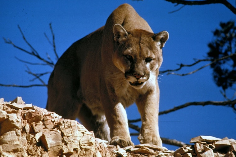 Injured Cougar Still Loose in NE Portland's Wilkes Neighborhood, Police Warn