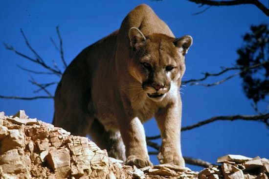 Injured Cougar Still Loose in NE Portland's Wilkes Neighborhood, Police Warn