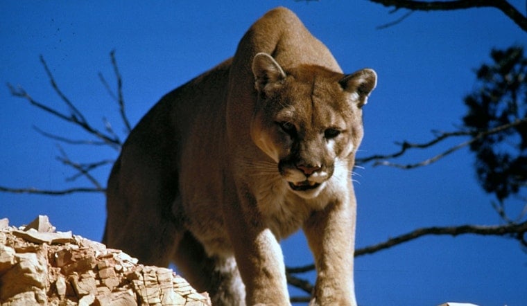 Injured Cougar Still Loose in NE Portland's Wilkes Neighborhood, Police Warn