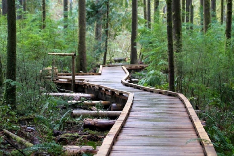 Issaquah Agent Sells Home for $6M After Cutting 140 Trees in Grand Ridge Park