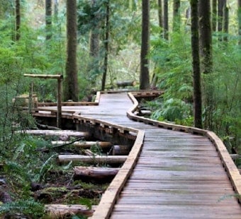 Issaquah Agent Sells Home for $6M After Cutting 140 Trees in Grand Ridge Park