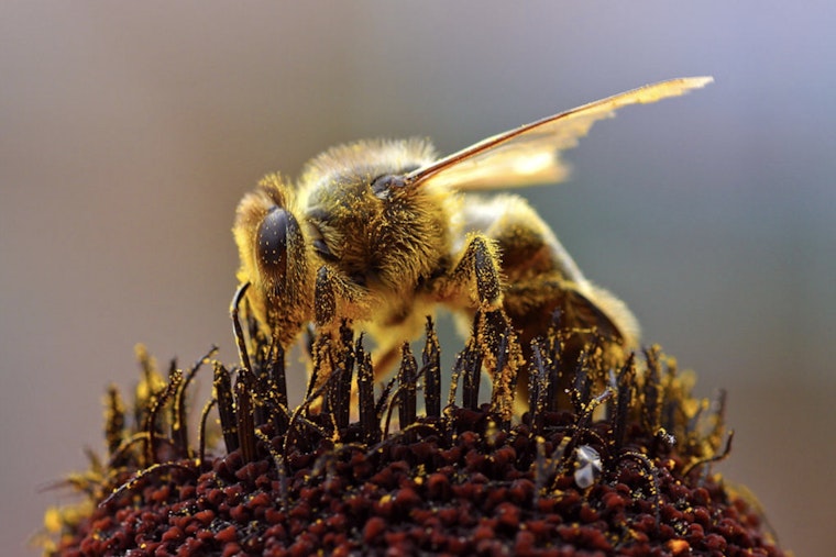 Ithaca Cemetery Hides 5.5 Million Wild Bees Underground