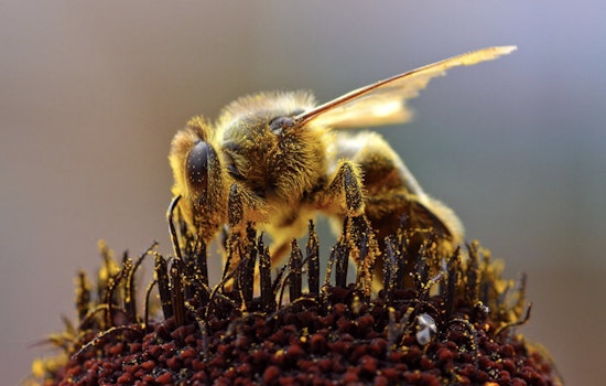 Ithaca Cemetery Hides 5.5 Million Wild Bees Underground