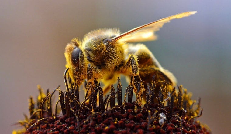 Ithaca Cemetery Hides 5.5 Million Wild Bees Underground