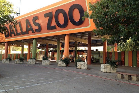 It’s a Boy: Dallas Zoo Trumpets Baby Elephant After 21-Month Pregnancy