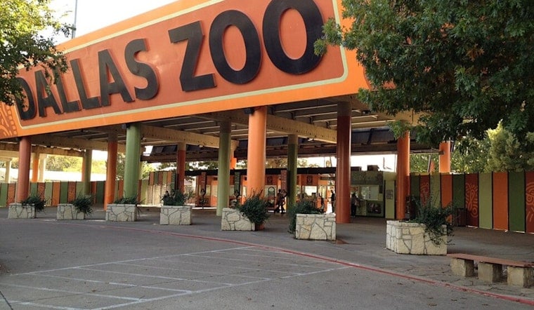 It’s a Boy: Dallas Zoo Trumpets Baby Elephant After 21-Month Pregnancy