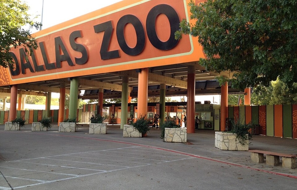 It’s a Boy: Dallas Zoo Trumpets Baby Elephant After 21-Month Pregnancy