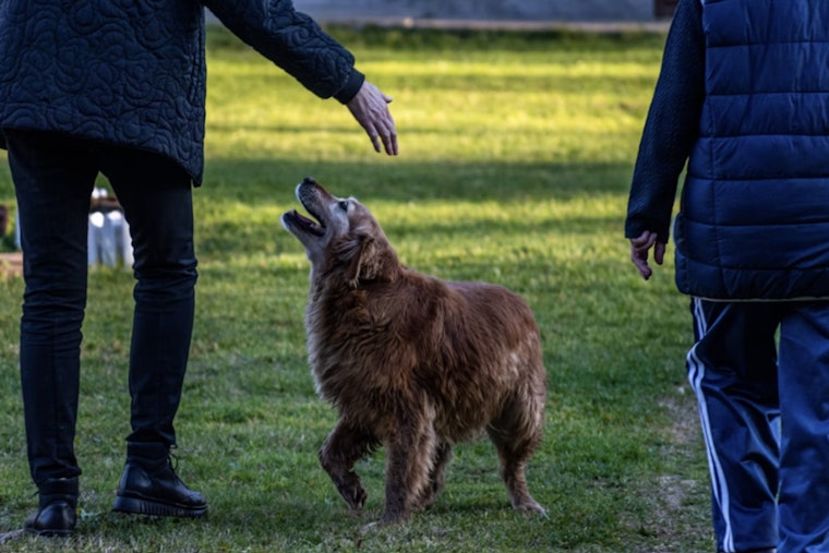 Jacksonville Beach Moves To Ban Alleged Animal Abusers From Paws Park
