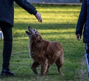 Jacksonville Beach Moves To Ban Alleged Animal Abusers From Paws Park
