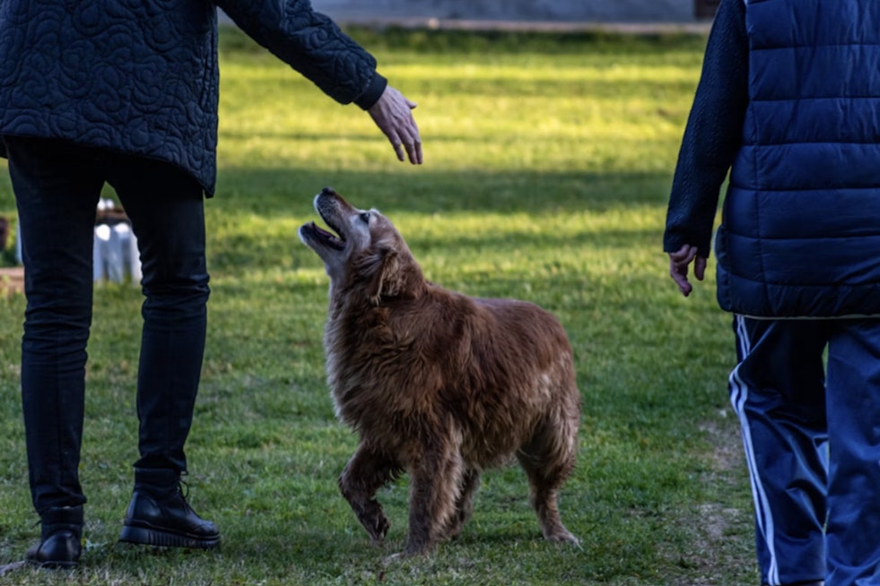 Jacksonville Beach Moves To Ban Alleged Animal Abusers From Paws Park