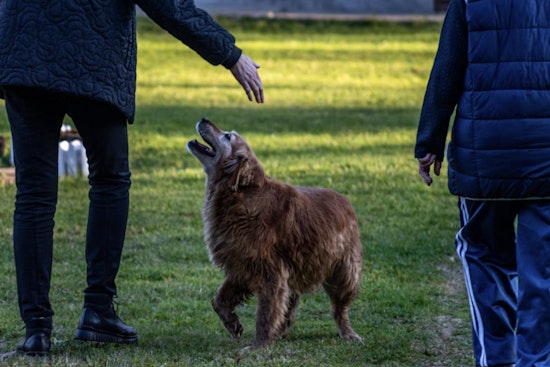 Jacksonville Beach Moves To Ban Alleged Animal Abusers From Paws Park