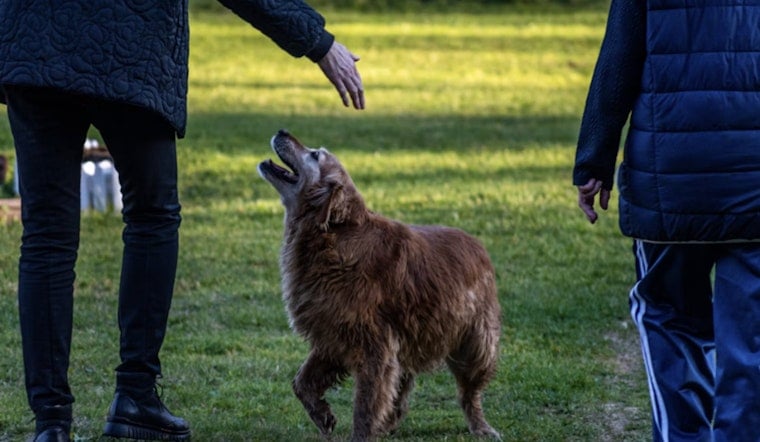 Jacksonville Beach Moves To Ban Alleged Animal Abusers From Paws Park