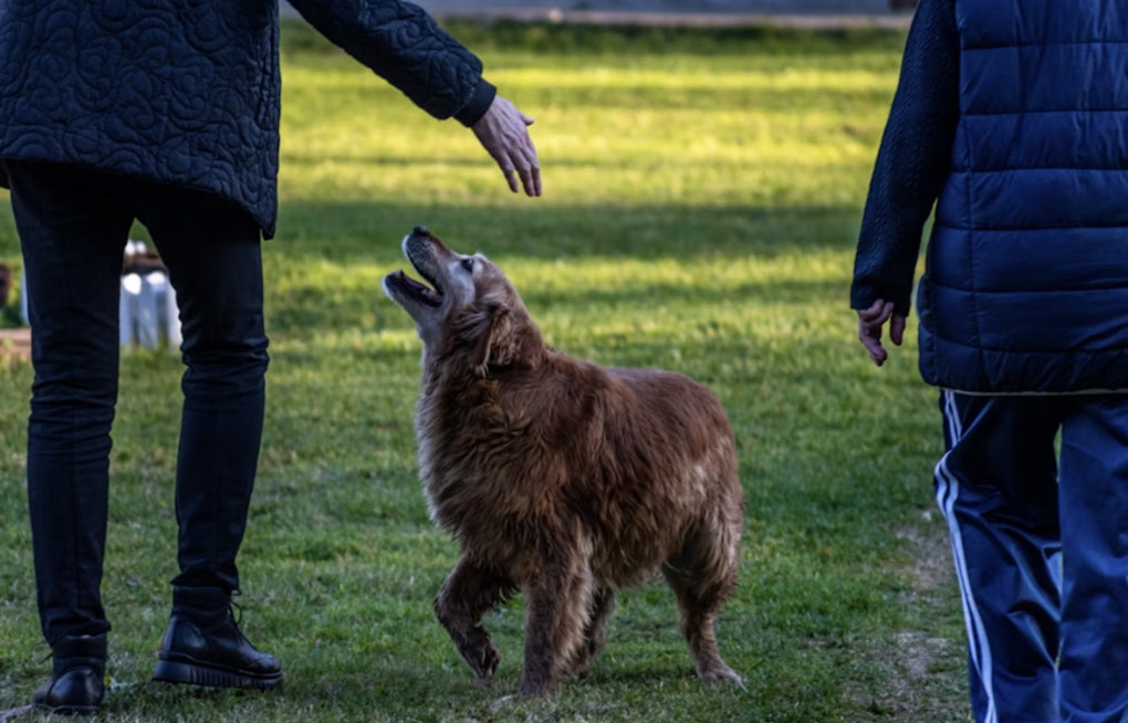 Jacksonville Beach Moves To Ban Alleged Animal Abusers From Paws Park