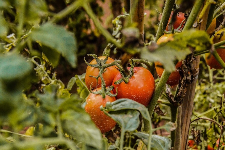 Jacksonville Garden Push Grows As Parasite Fears Spotlight Food Access