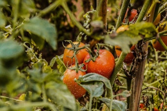 Jacksonville Garden Push Grows As Parasite Fears Spotlight Food Access